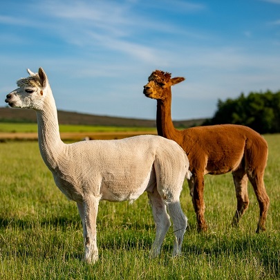 Newton Farm Tours, near Forfar