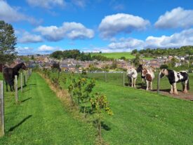 Pathhead Equestrian Centre, Kirriemuir