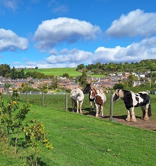Pathhead Equestrian Centre, Kirriemuir