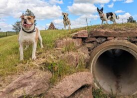 Pathhead Farm Dog Park, Kirriemuir