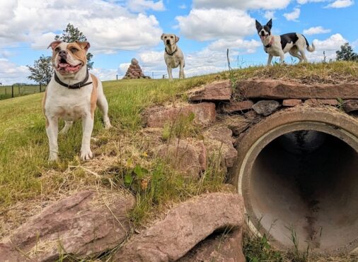 Pathhead Farm Dog Park, Kirriemuir