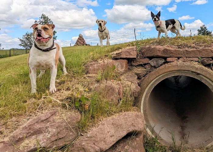 Pathhead Farm Dog Park, Kirriemuir