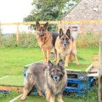 PawsnRun Secure Dog Park, Forfar