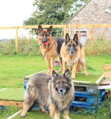 PawsnRun Secure Dog Park, Forfar