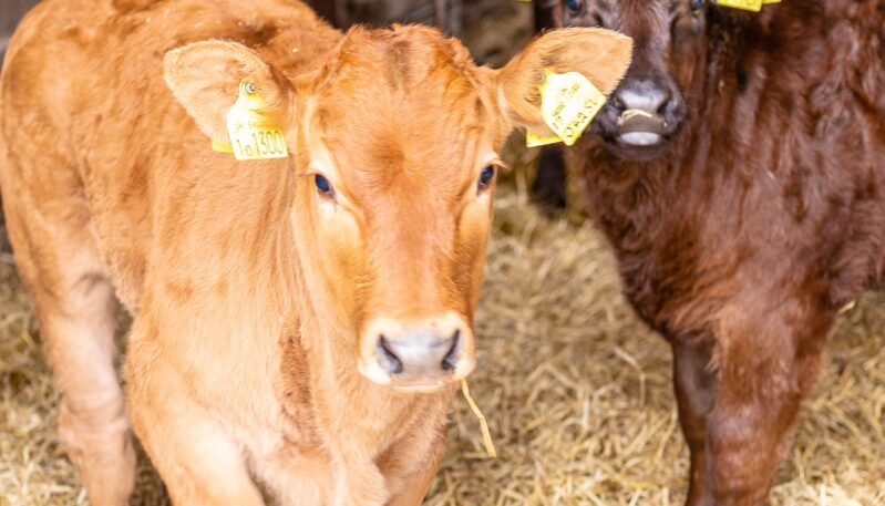 Steading Cottage self catering accommodation in Kirriemuir