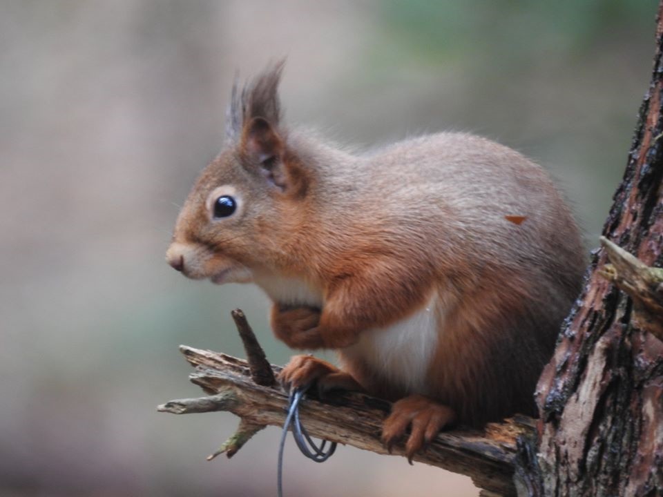 A close-up photograph of a European Red Squirrel (Sciurus vulgaris), sitting on a broken branch next to a tree trunk. The squirrel is facing left, holding its paws to its chest, and has a tuft of fur on its ear. It has reddish-brown fur with a white underside. The background is a soft, out-of-focus blur of brown and grey.