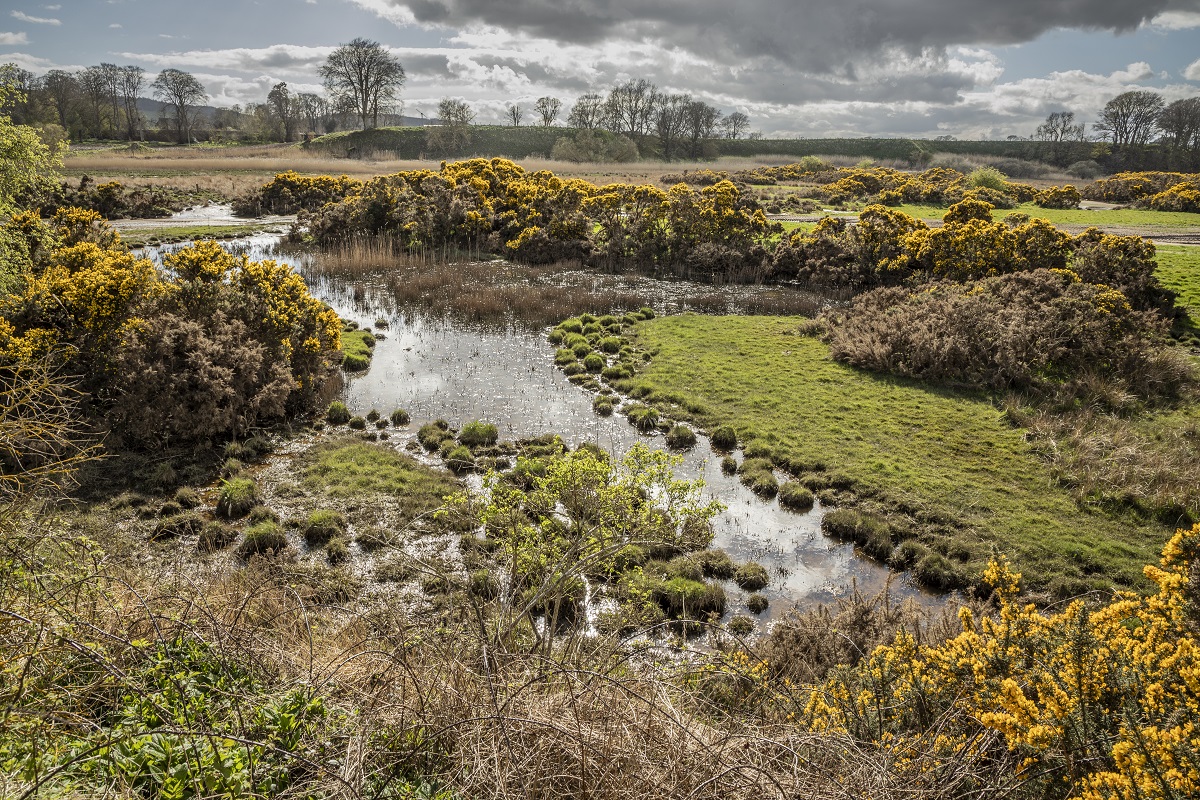 Wild South Esk Trail - The Lurgies, Montrose